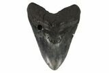 Bargain, Fossil Megalodon Tooth - South Carolina #122245-1